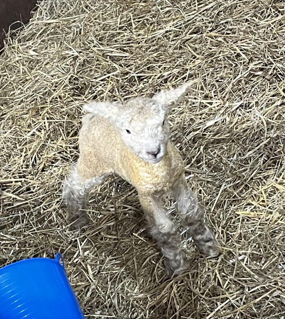 Small lamb in hay