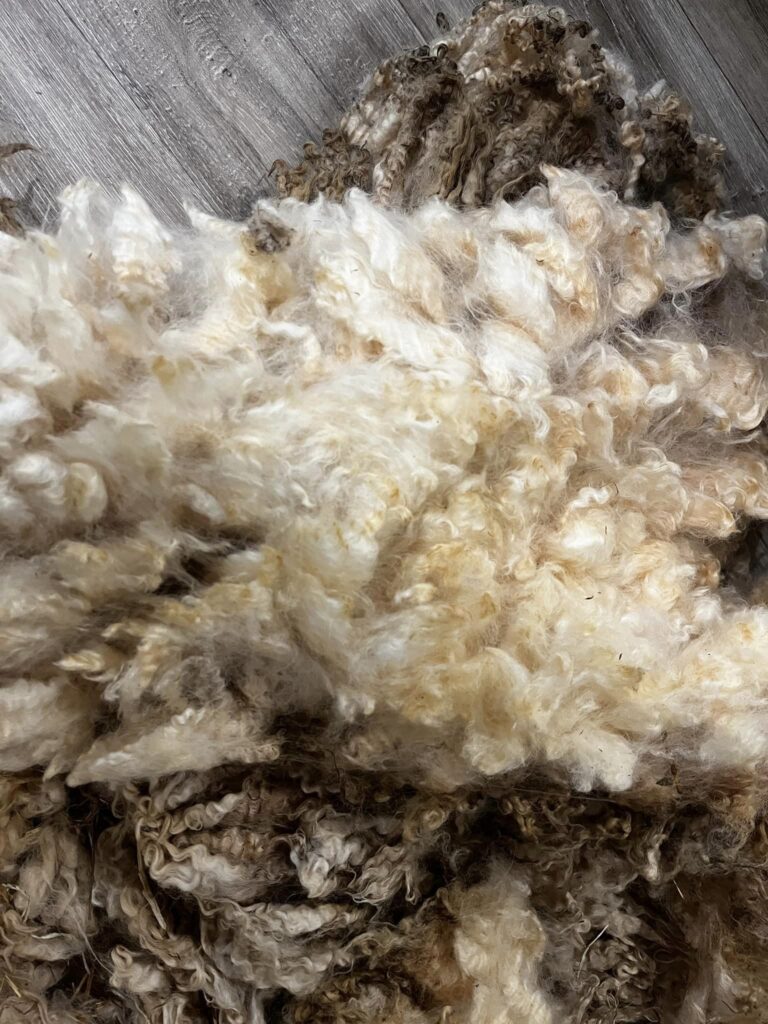 Sheared Finn Fleece