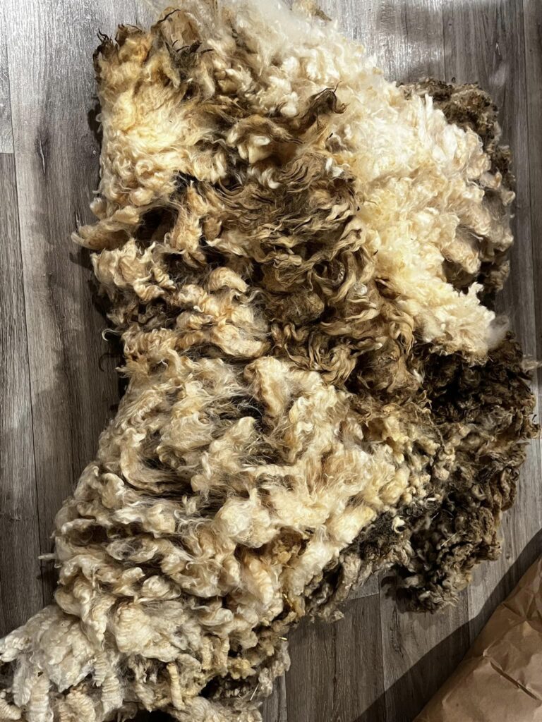 Sheared Finn Fleece