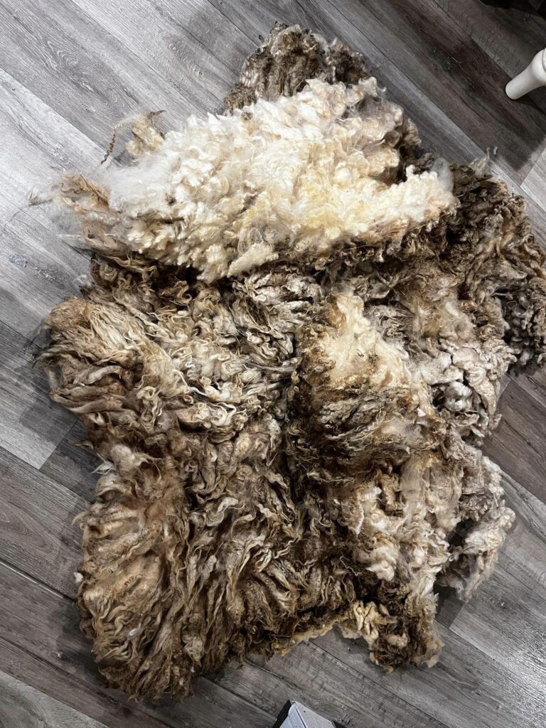 Sheared Finn Fleece