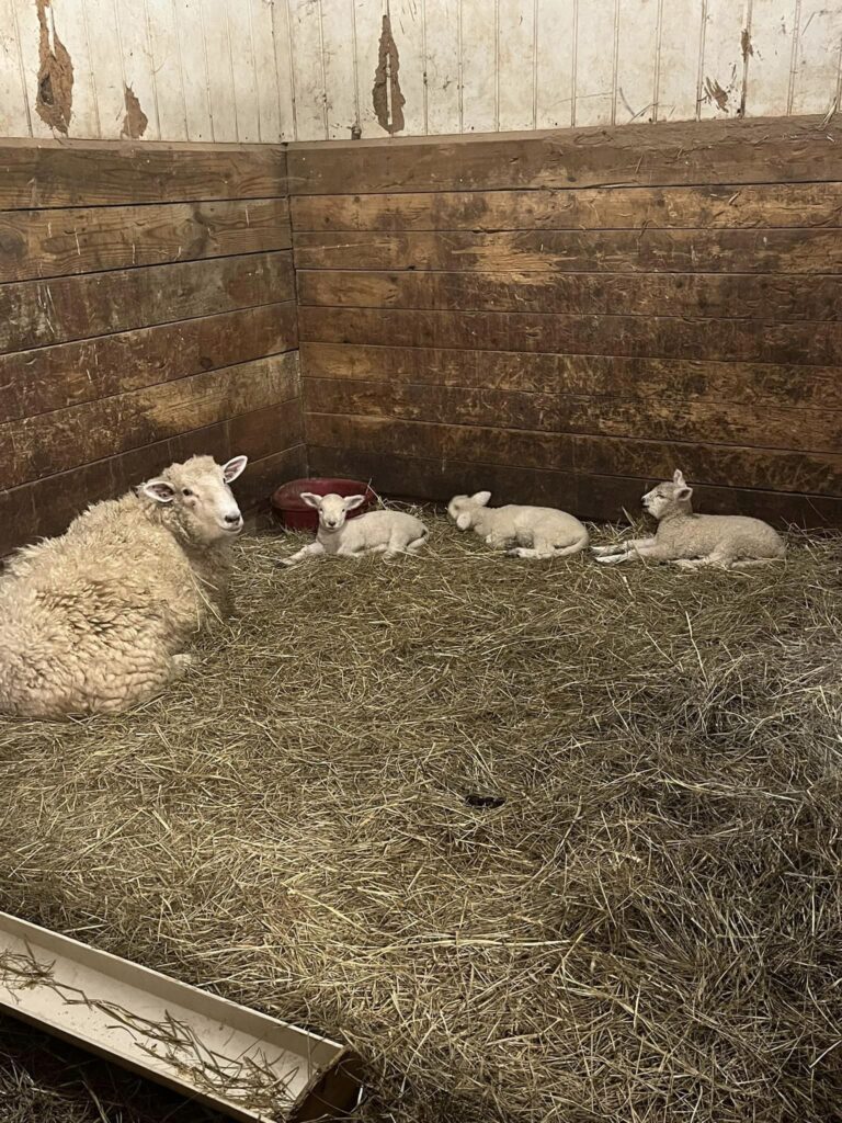 Lambs  and mother ewe sitting together on straw bed.