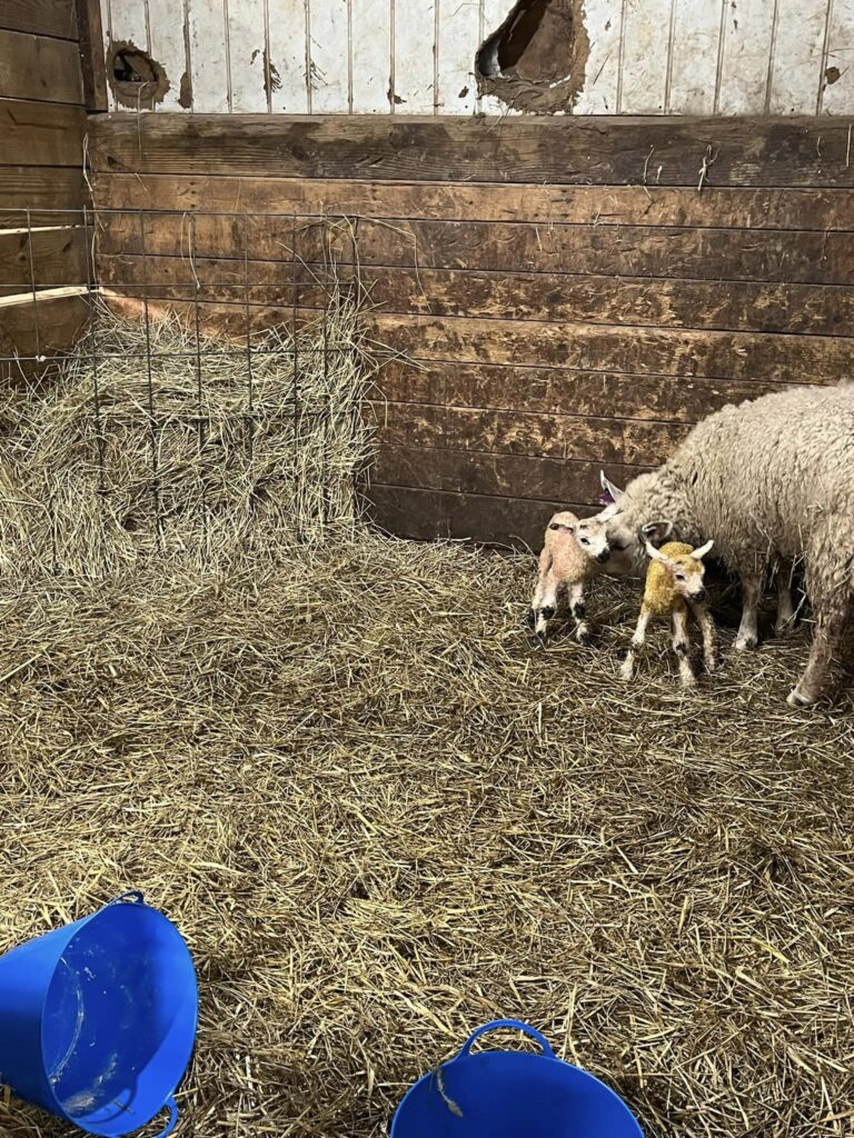  mother cleaning two small newborn lambs. 